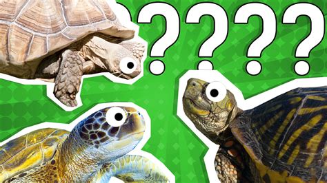 turtle test dr phil|Iba pa.